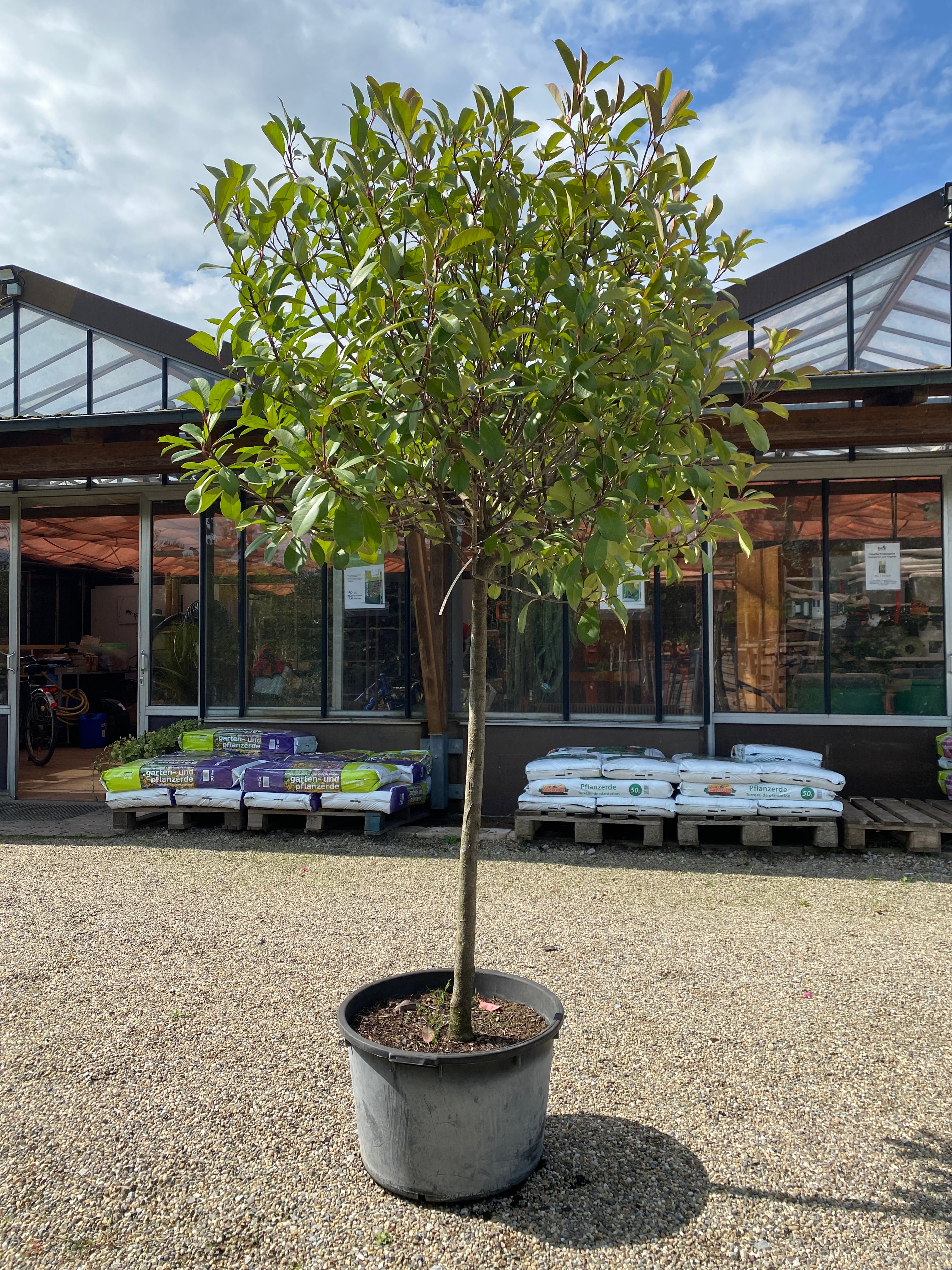 Glanzmispel 'Red Robin', Stamm / Photinia fraseri 'Red Robin', Stamm